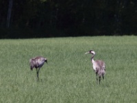 2016-05-20 11h36m11 - Kraanvogel - Kolka -  Kemeri - Cor Martijn